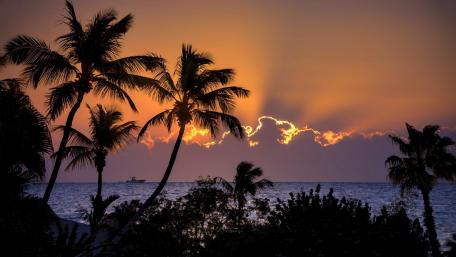 Tropical Sunset Silhouettes of Palm Trees wallpaper