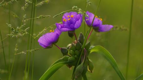 Vibrant Purple Flowers in Nature's Embrace wallpaper