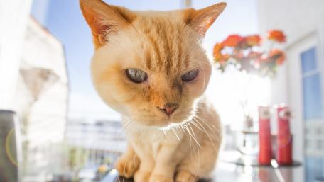Charming Cat in Sunlight Closer Look wallpaper