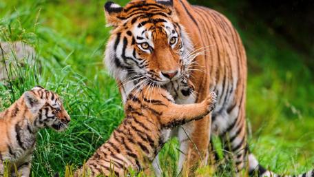 Majestic Tigers with Playful Cubs in Nature wallpaper
