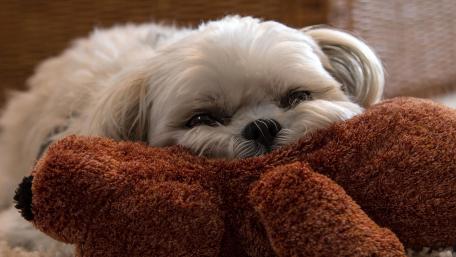 Cozy Shih Tzu with a Plush Toy wallpaper