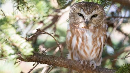 Wise Owl Perched on a Branch for Your Space wallpaper