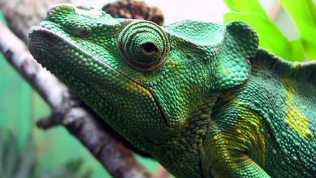 Vibrant Chameleon in Natural Habitat wallpaper