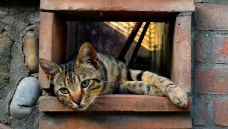 Charming Cat Relaxing in a Window wallpaper