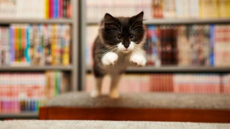 Playful Cat in Mid-Jump Captured Perfectly wallpaper