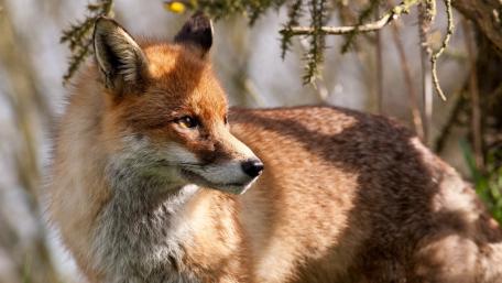 Majestic Red Fox Wanderer wallpaper