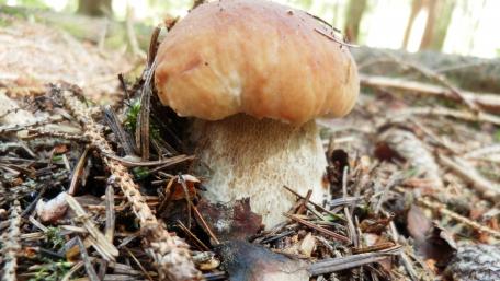 Mushroom Serenity in Natural Harmony wallpaper