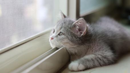 Curious Cat Peering Out the Window wallpaper