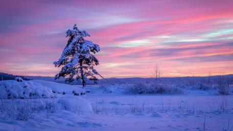 Winter Solitude Under a Pink Sky wallpaper