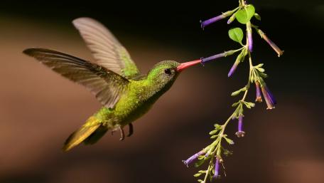 Graceful Hummingbird in Flight Stunning Nature Wallpaper wallpaper