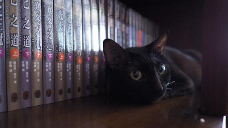 Charming Black Cat Among Bookshelf wallpaper