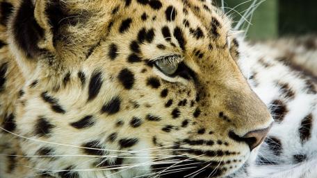 Majestic Leopard Close-Up Wallpaper wallpaper