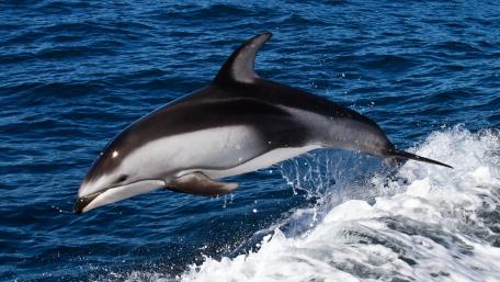 Dolphin Leaping Through Ocean Waves wallpaper