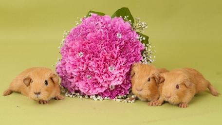 Guinea Pigs Among a Floral Bouquet wallpaper