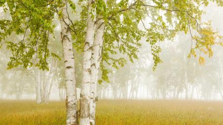 Whispers of Autumn in a Birch Forest wallpaper
