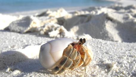 Cozy Hermit Crab on the Shoreline wallpaper