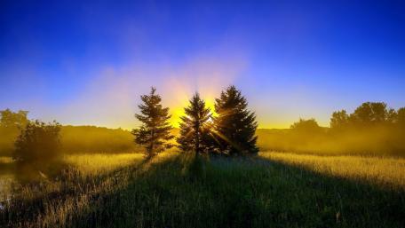 Golden Sunbeams Through Majestic Trees wallpaper