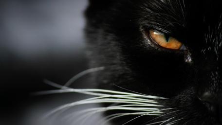 Mystical Gaze of a Black Cat wallpaper