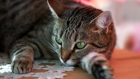 Charming Domestic Cat Relaxing on a Surface wallpaper