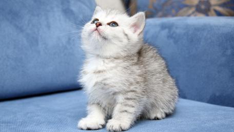 Adorable Kitten Gazing Upward in a Cozy Setting wallpaper