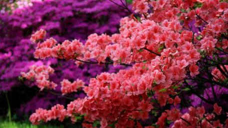 Elegant Pink Blossoms in Blooming Bushes wallpaper