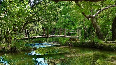 Serenity of a Wooden Bridge in Nature wallpaper