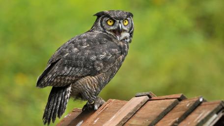 Majestic Great Horned Owl Perched in Nature wallpaper