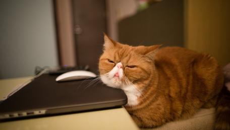 Sleeping Cat Resting by Laptop wallpaper