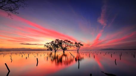 Riparian Serenity in Pink Twilight wallpaper