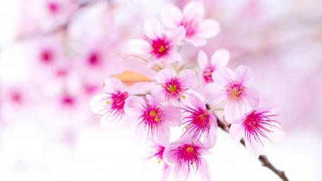 Spring's Delicate Cherry Blossom Beauty wallpaper