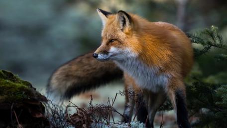 Fox wallpaper