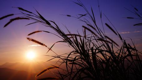 Reeds in the twilight wallpaper