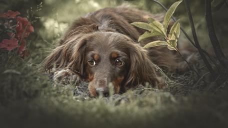 Heartfelt Spaniel in Nature's Embrace wallpaper