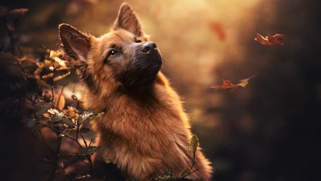 German Shepherd wallpaper