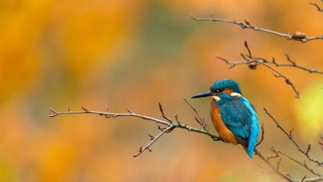 Vibrant Kingfisher on a Branch Against a Soft Background wallpaper