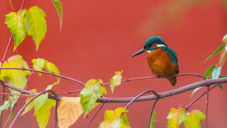 Vibrant Kingfisher Among Autumn Leaves wallpaper