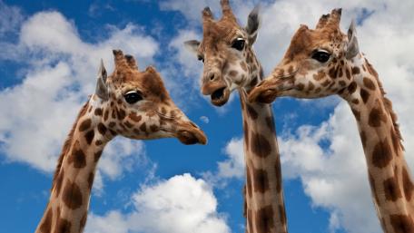 Griraffe wallpaper