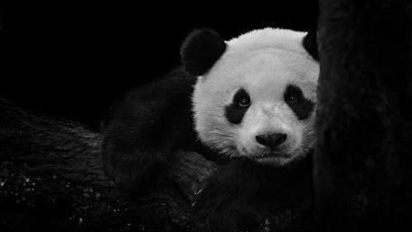 Panda wallpaper