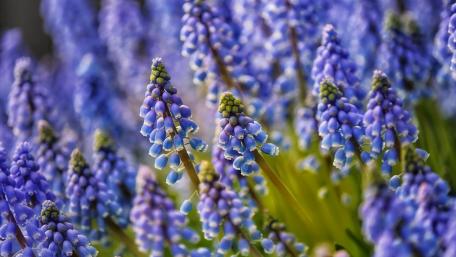 Muscari wallpaper