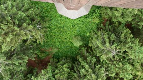 Lush Greenery from Above wallpaper