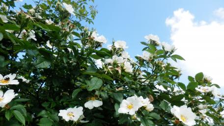 Wild Roses Under a Bright Sky wallpaper