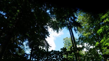 Tranquil Forest View Above Canopy Space wallpaper
