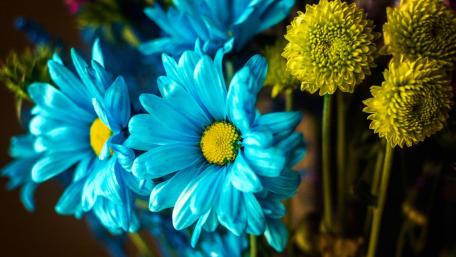 Vibrant Blue Floral Elegance wallpaper
