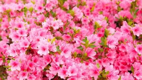 Vibrant Pink Azaleas Blooming in Abundance wallpaper