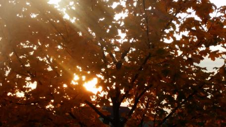 Golden Autumn Sunlight Through Vibrant Leaves wallpaper