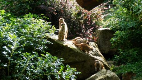 Meerkats from Zlín Zoo wallpaper