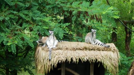 Lemur from ZOO Zlín wallpaper