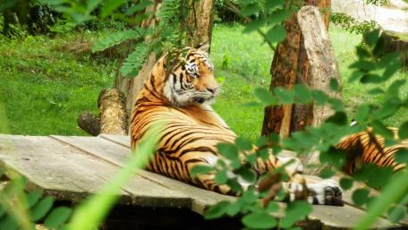 Tiger from ZOO Zlín wallpaper