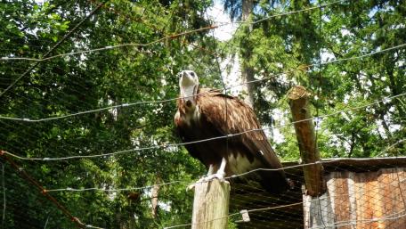 A bird from the Zlín ZOO wallpaper