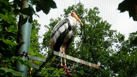Majestic Bird Perched in a Zoo Setting wallpaper